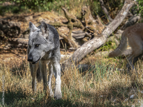gray wolf canis lupus © Alexander