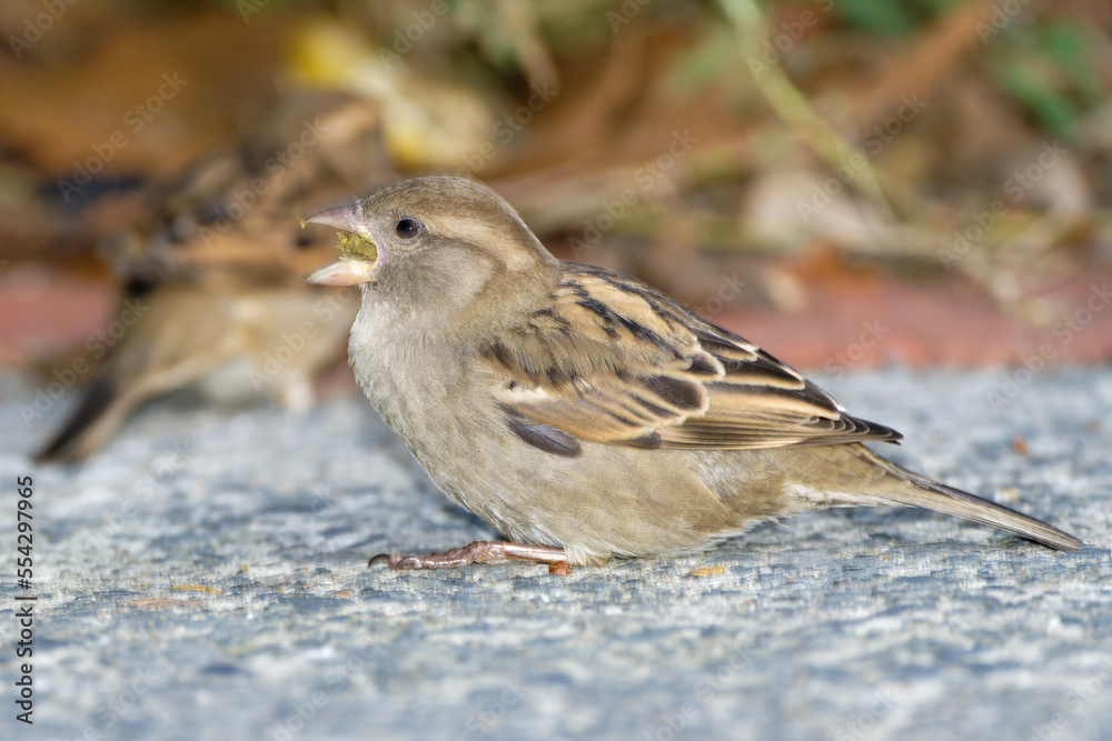 Sparrow on ground eating cat feed. Sparrow on ground eating cat feed.