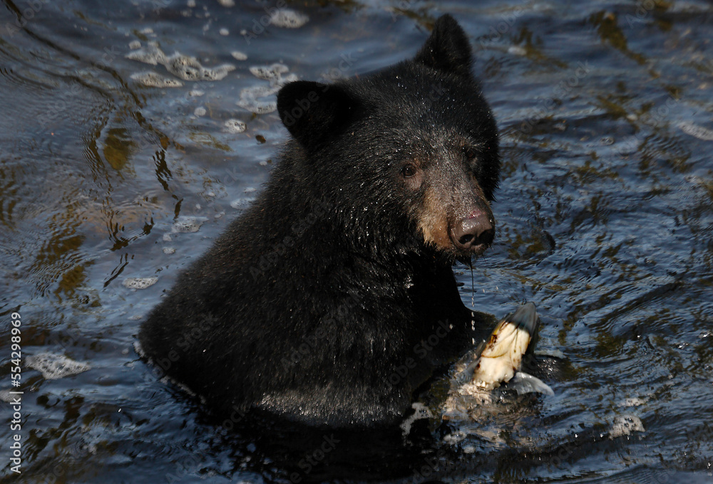 A young black bear (Ursus americanus) feeds on salmon in Anan Creek in the Tongass National Forest; Southeast Alaska, Alaska, United States of America
