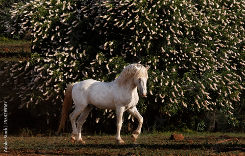 Mustang stallion in the Wild Horse Sanctuary, California, USA; Shingleton, California, United States of America photo