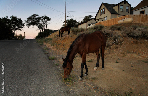 Lured by vegetation, wild horses wander through subdivision yards; Virginia City, Nevada, United States of America photo