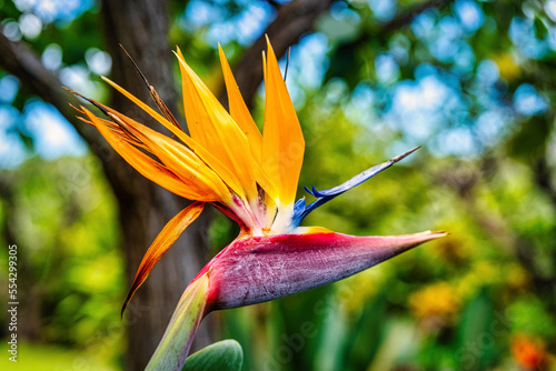 Close up of the dramatic Bird of Paradise flower (Strelitzia reginae); Maui, Hawaii, United States of America photo