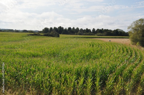 A green corn field in Brittany