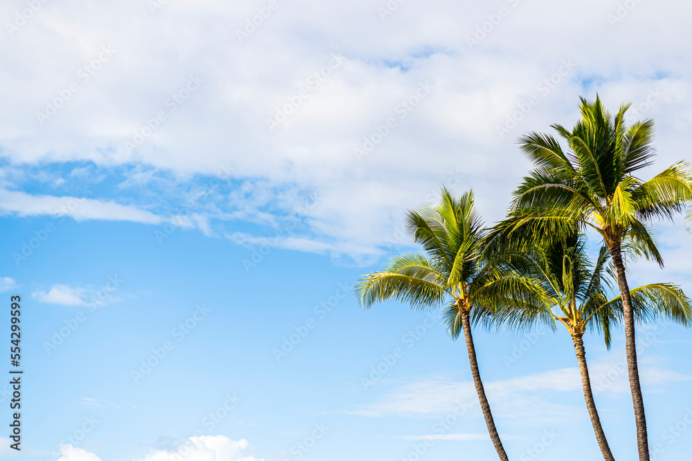 Palm trees against a blue sky with cumulus clouds at Kaanapali in Lahaina; Maui, Hawaii, United States of America Palm trees against a blue sky with cumulus clouds at Kaanapali in Lahaina; Maui, Hawaii, United States of America