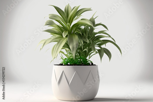 Plant in flowerpot on White background