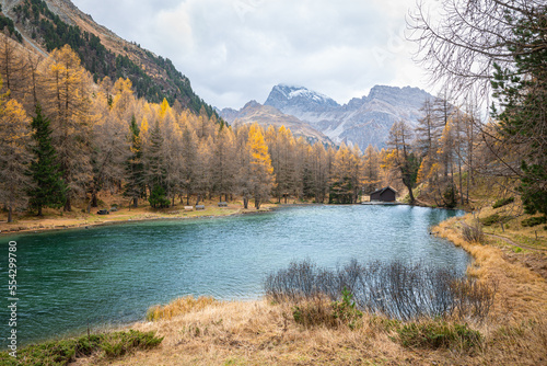 Fototapeta Naklejka Na Ścianę i Meble -  Beautiful view of golden larch trees along Lake Palpuogna in the Swiss Alps in October