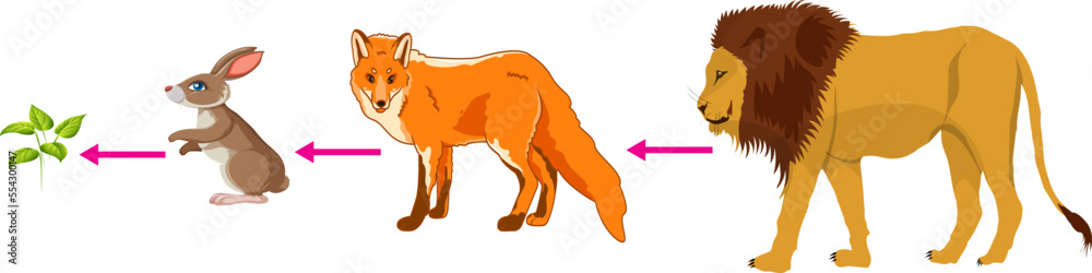 Scientific Designing of Food Chain. The Most Importante Relationship in ... Biology Diagrams