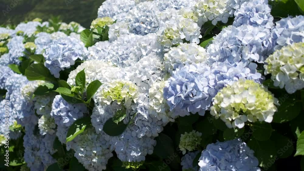 Close up to Hydrangeas flower on the roadside of the island of São Miguel, Azores, Portugal Close up to Hydrangeas flower on the roadside of the island of São Miguel, Azores, Portugal