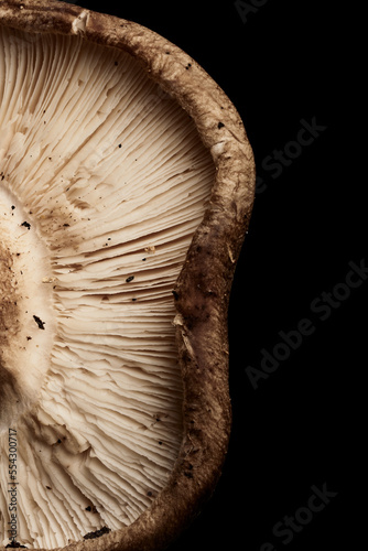 Close-up of a shiitake mushroom cap, highlighting its gills and texture, against a dark background for dramatic effect in a stock photo. photo