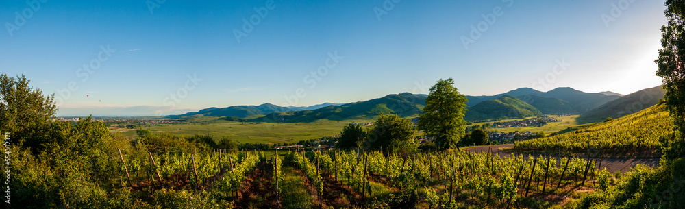 Le vignoble d'Alsace et le piémont du massif des Vosges vu depuis le Mont de Sigolsheim, grand paysage survolé par deux montgolfières, CEA, Alsace, Vosges, Grand Est, France
