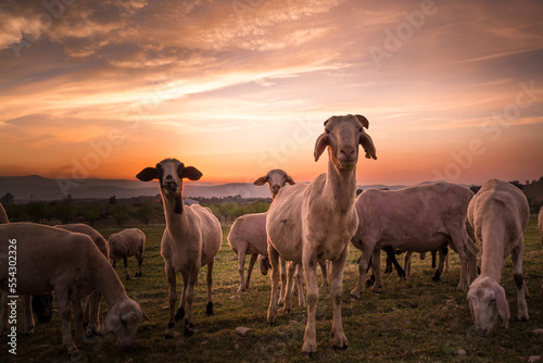 Foto Sunset sheeps