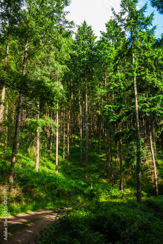 Chemin forestier dans la forêt vosgienne à proximité du Château de Bilstein, massif des Vosges, CEA, Alsace, Grand Est, France