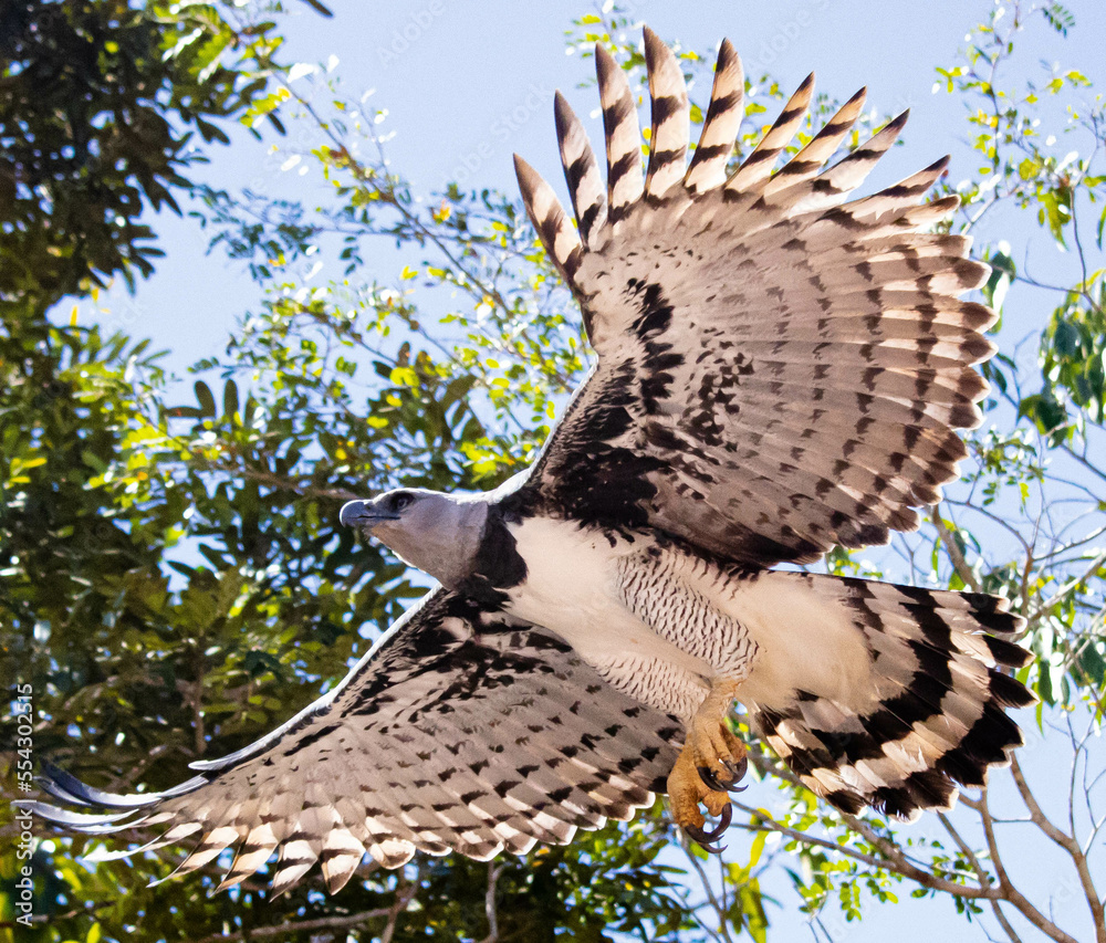 Great harpy eagle flying imposingly in the sky of the  rainforest  Stock Photo
