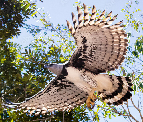 Great harpy eagle flying imposingly in the sky of the Amazon rainforest