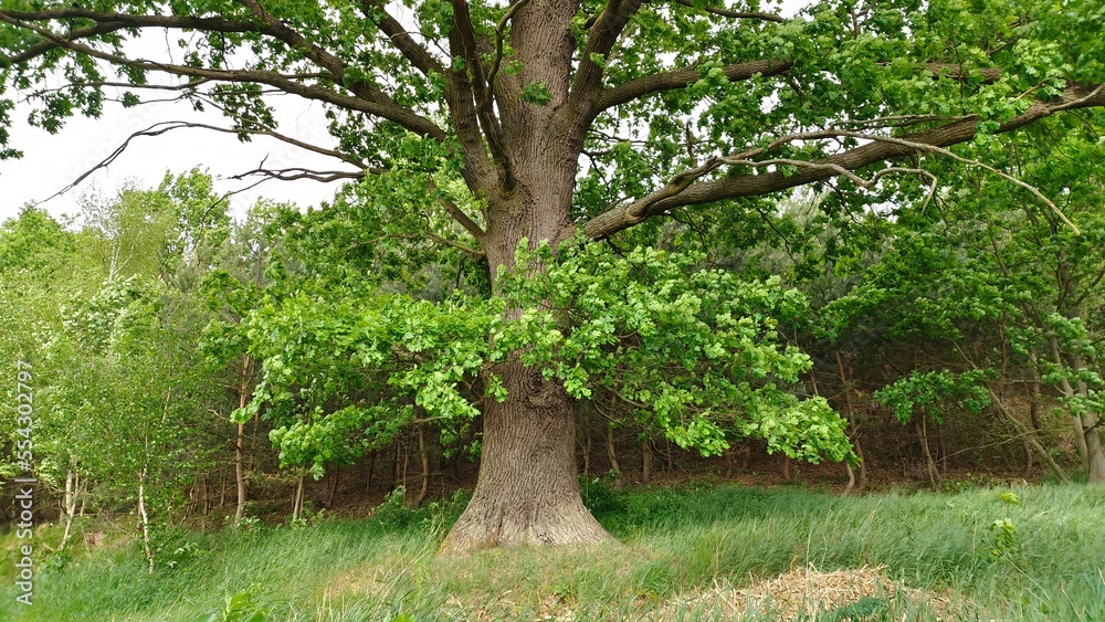 At the edge of the forest, standing on a hillside on a grassy lawn, grows a huge oak tree. In spring, young leaves blossom on the trees and flutter in the wind