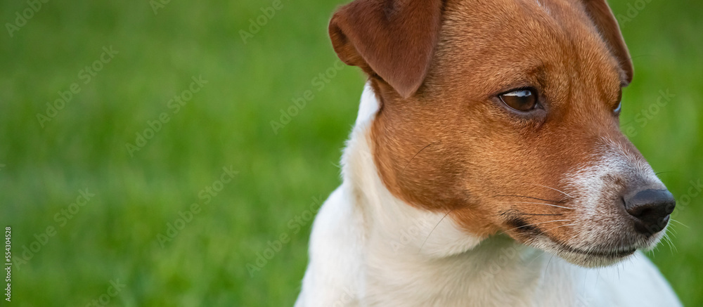 sitting jack russell terrier dog on green grass background with space for text