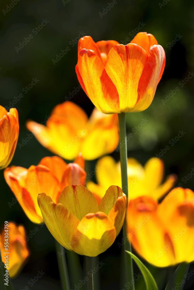 Close-up of bright yellow and orange tulips; Calgary, Alberta, Canada Close-up of bright yellow and orange tulips; Calgary, Alberta, Canada
