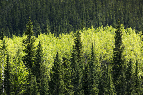 Bright green leaved trees amongst darker green evergreen trees in a forest, West of Turner Valley; Alberta, Canada