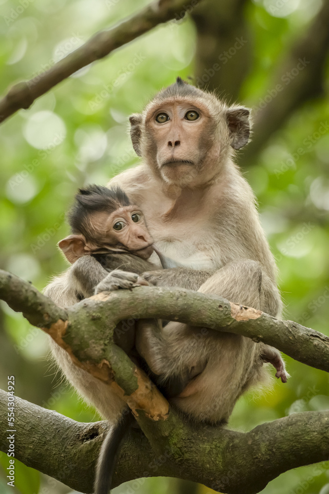 Long-tailed macaque nurses baby sitting on branch; Can Gio, Ho Chi Minh, Vietnam Long-tailed macaque nurses baby sitting on branch; Can Gio, Ho Chi Minh, Vietnam