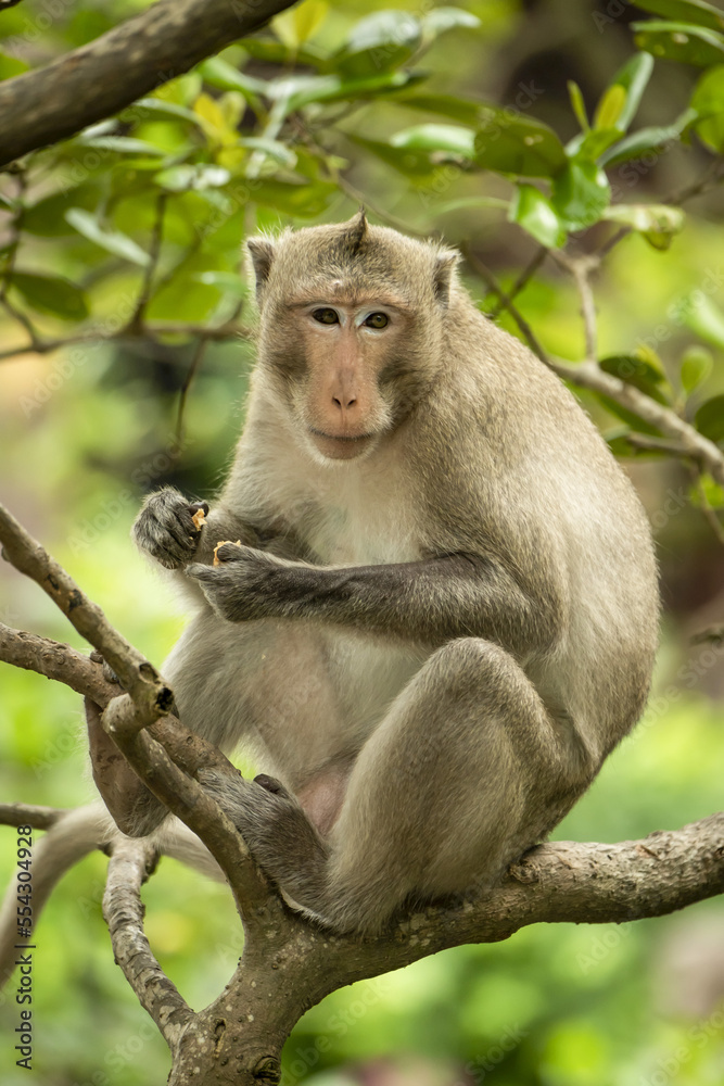 Long-tailed macaque sits in branches holding biscuit; Can Gio, Ho Chi Minh, Vietnam Long-tailed macaque sits in branches holding biscuit; Can Gio, Ho Chi Minh, Vietnam