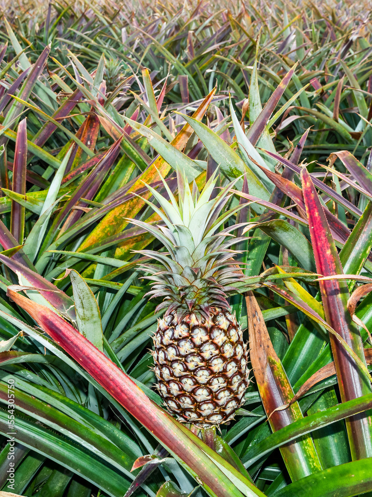 Pineapple fruits are soon to be harvested on farmland in Taiwan. Pineapple fruits are soon to be harvested on farmland in Taiwan.