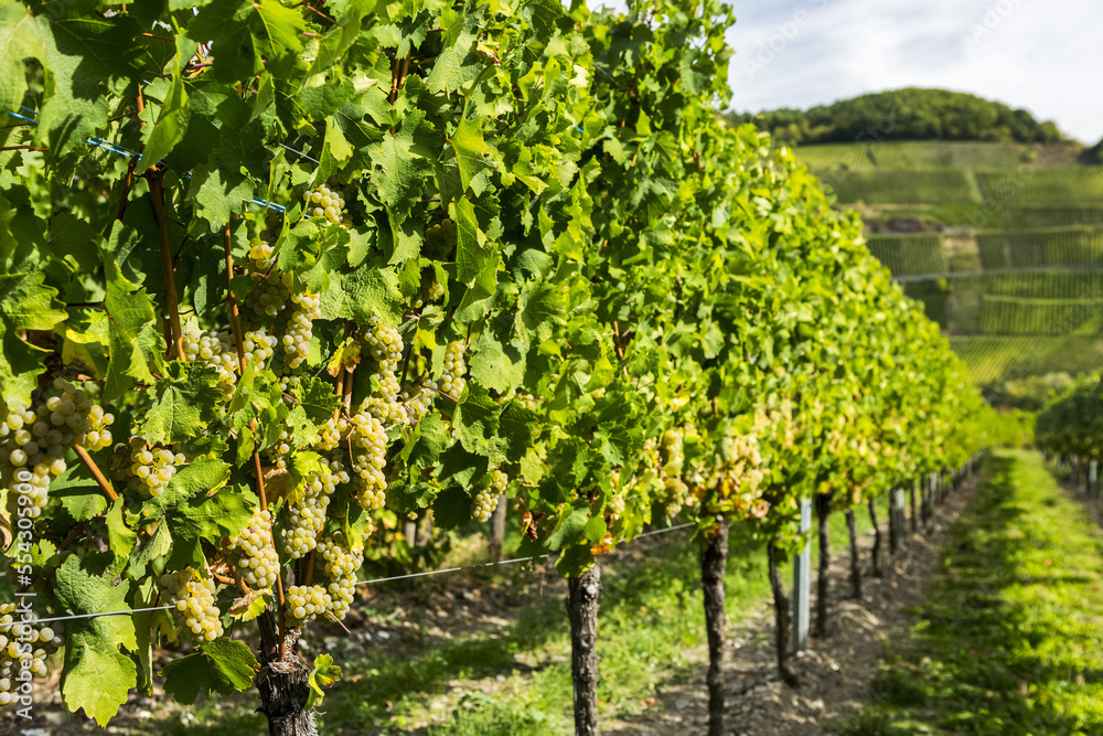 Close-up of clusters of white grapes hanging from the vine in a row with hillside vineyard in the distance; Piesport, Germany Close-up of clusters of white grapes hanging from the vine in a row with hillside vineyard in the distance; Piesport, Germany