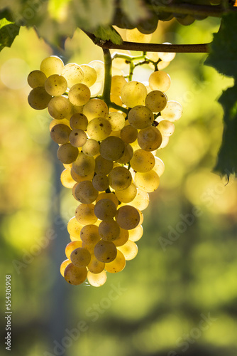 Close-up of a cluster of white grapes hanging from a vine and backlit by sunlight; Piesport, Germany