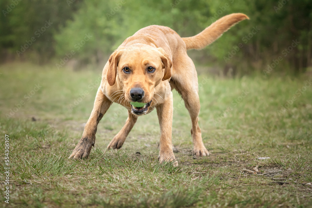 Fox Red Labrador playing in the forest with his ball