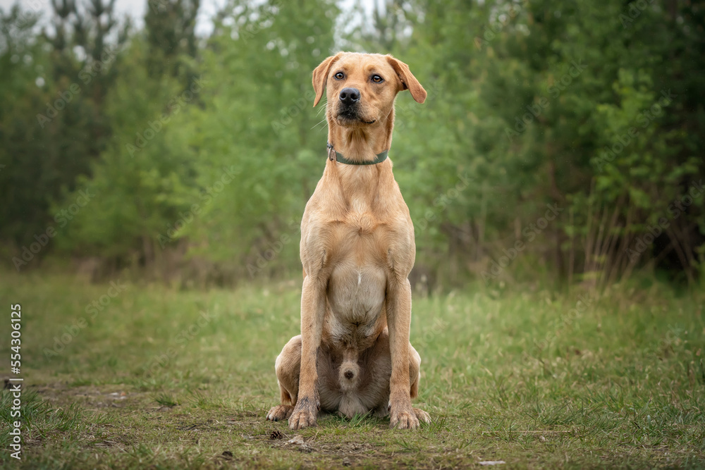 Fox Red Labrador sitting and posing in the forest