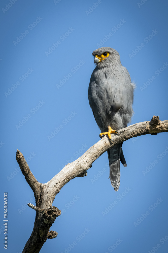 Grey kestrel (Falco ardosiaceus) on one leg on branch, Serengeti National Park; Tanzania Grey kestrel (Falco ardosiaceus) on one leg on branch, Serengeti National Park; Tanzania