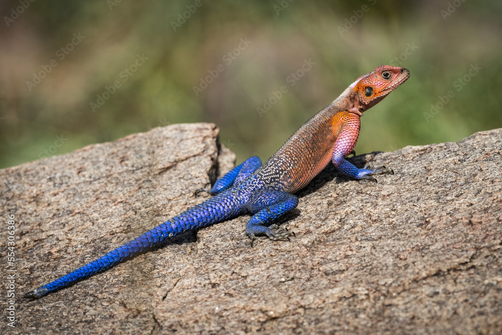 Male Agama lizard (Agama mwanzae) sunning himself on rock, Serengeti National Park; Tanzania Male Agama lizard (Agama mwanzae) sunning himself on rock, Serengeti National Park; Tanzania