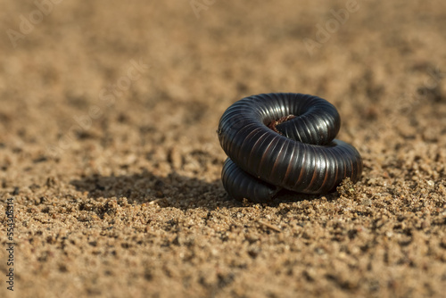 Tanzanian red-legged millipede (Epibolus pulchripes) coiled up on track, Serengeti National Park; Tanzania photo