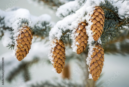 Close-up of frosted long spruce cones and needles on a tree; Calgary, Alberta, Canada photo