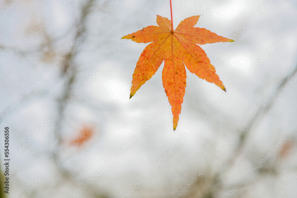 red autumn leaves red autumn leaves