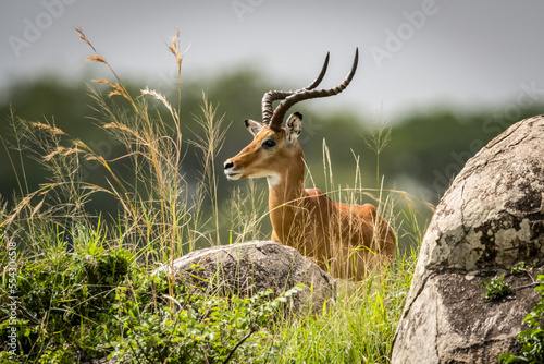Male impala (Aepyceros melampus) lies among rocks and grass, Serengeti; Tanzania photo