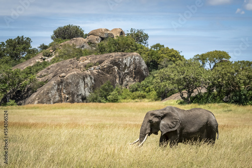 African elephant (Loxodonta africana) walks past kopje in grass, Serengeti; Tanzania photo