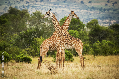 Two Masai giraffe (Giraffa camelopardalis tippelskirchii) crossing necks by trees, Serengeti; Tanzania photo
