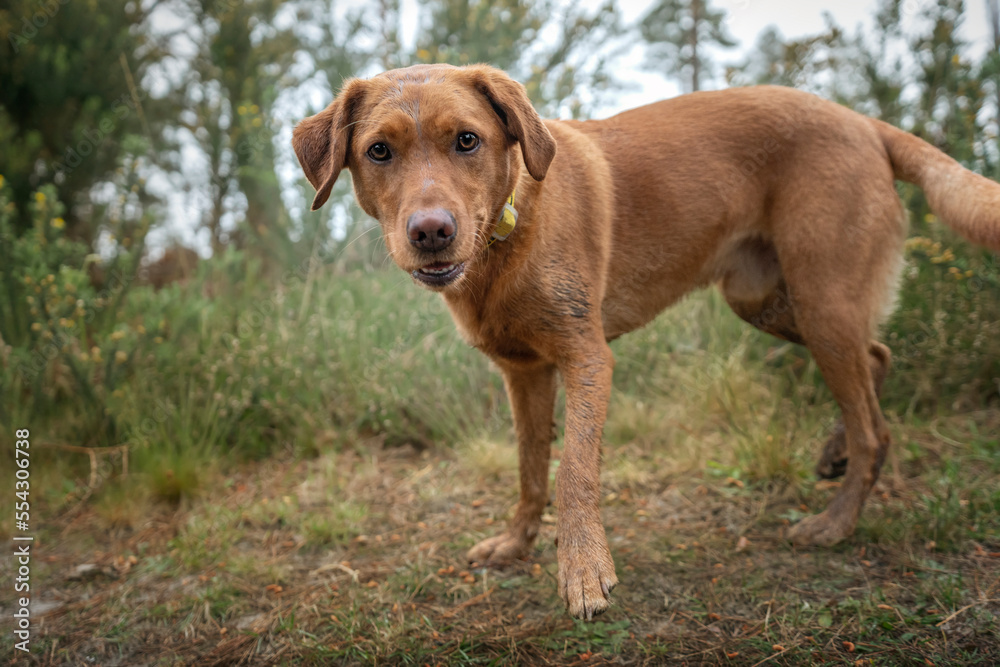 Fox Red Labrador standing in the forest close up Fox Red Labrador standing in the forest close up