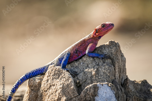 Spider-Man agama (Agama mwanzae) lizard basks on sunlit rock, Serengeti; Tanzania photo