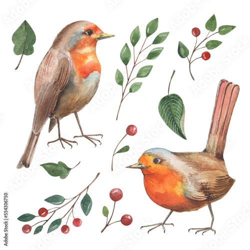 Set of watercolor cute orange birds isolated on white. Cartoon Robin, branches and berries in vintage style