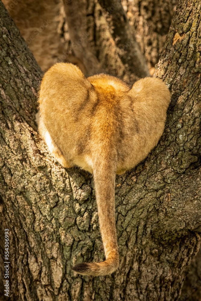 Tail of lion cub (Panthera leo) lying in tree, Grumeti Serengeti Tented Camp, Serengeti National Camp; Tanzania Tail of lion cub (Panthera leo) lying in tree, Grumeti Serengeti Tented Camp, Serengeti National Camp; Tanzania