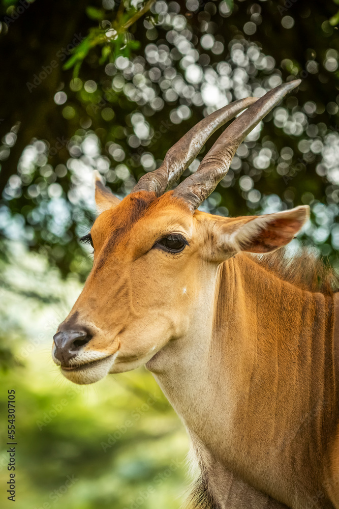 Close-up of common eland (Connochaetes taurinus) face and shoulders, Cottar's 1920s Safari Camp, Maasai Mara National Reserve; Kenya Close-up of common eland (Connochaetes taurinus) face and shoulders, Cottar's 1920s Safari Camp, Maasai Mara National Reserve; Kenya