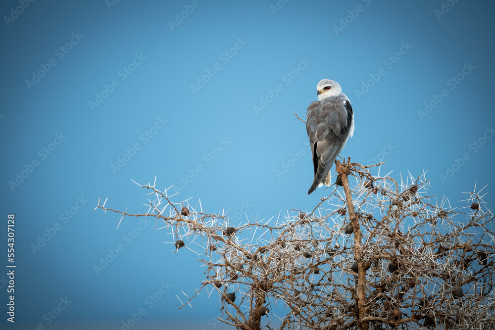 Black-shouldered kite (Elanus caeruleus) perches on thornbush looking back, Grumeti Serengeti Tented Camp, Serengeti National Park; Tanzania Black-shouldered kite (Elanus caeruleus) perches on thornbush looking back, Grumeti Serengeti Tented Camp, Serengeti National Park; Tanzania