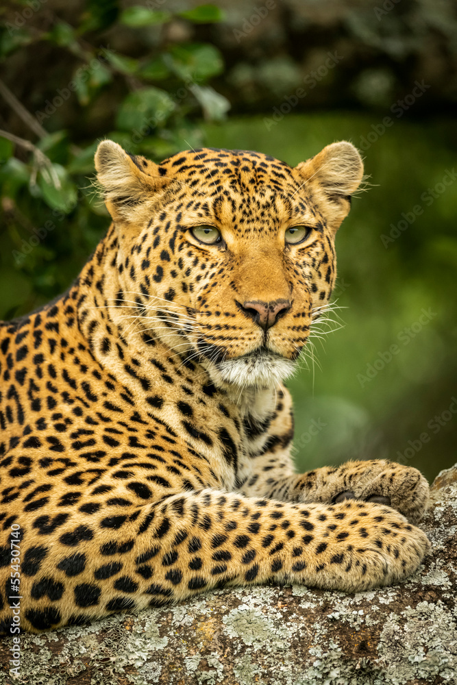Close-up of leopard (Panthera pardus) on branch facing right, Cottar's 1920s Safari Camp, Maasai Mara National Reserve; Kenya Close-up of leopard (Panthera pardus) on branch facing right, Cottar's 1920s Safari Camp, Maasai Mara National Reserve; Kenya