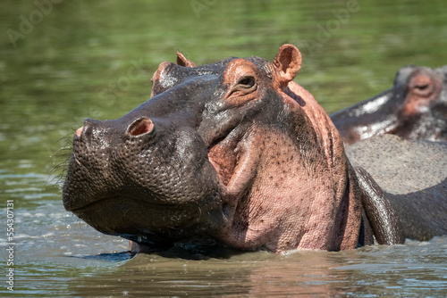 Close-up of hippo (Hippopotamus amphibius) lifting head in river, Grumeti Serengeti Tented Camp, Serengeti National Park; Tanzania photo