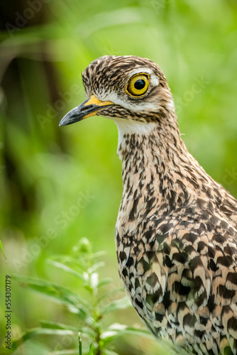 Close-up of spotted thick-knee (Burhinus capensis) head and breast, Klein's Camp, Serengeti National Park; Tanzania photo