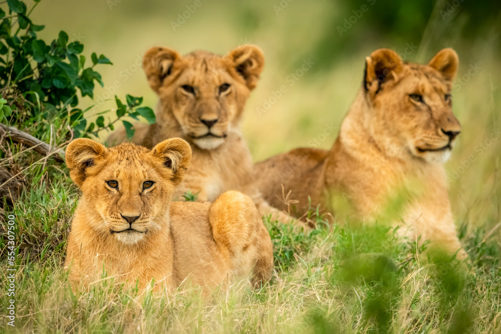 Three lion cubs (Panthera leo) lie framed by bushes, Cottar's 1920s Safari Camp, Maasai Mara National Reserve; Kenya Three lion cubs (Panthera leo) lie framed by bushes, Cottar's 1920s Safari Camp, Maasai Mara National Reserve; Kenya