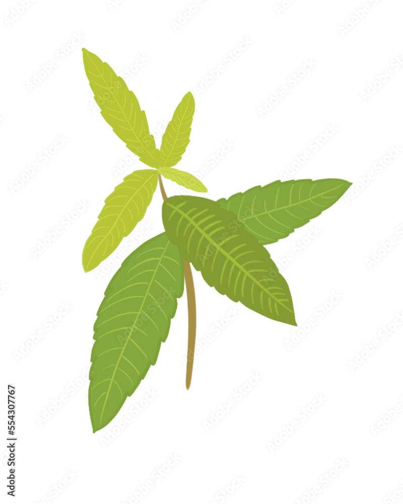 Aromatic herbs. Lemon balm, vervain, linden. illustration. images isolated Aromatic herbs. Lemon balm, vervain, linden. illustration. images isolated