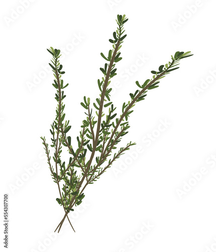 thyme, aromatic and food herb. illustration. isolated