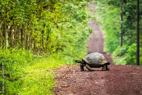 Obraz na plátně Galapagos giant tortoise crosses straight dirt road